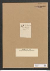 Berkeleya patens (Kuetz.) Grun. (de-Toni-Nr.: Genus 21, Species 1229) Zeichnungen Sammlung Grunow Nr. 2369 (NHMW-BOT-W0369503)